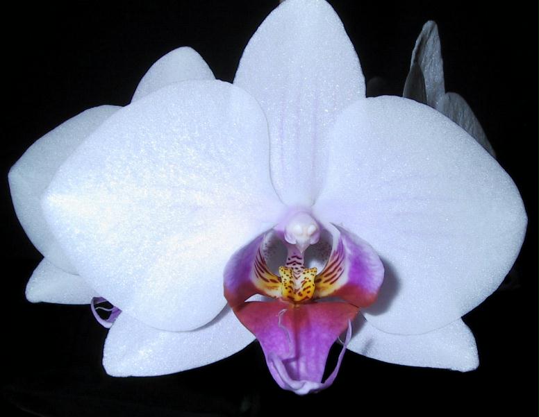 Orchide Einzelblte
