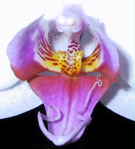 Orchide im Detail